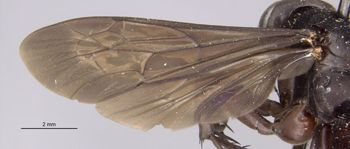 Media type: image;   Entomology 15802 Aspect: wing